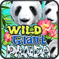 Wild-Giant-Panda